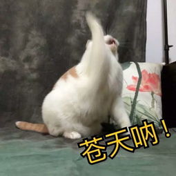 谁有这种小动物可爱又逗的表情包