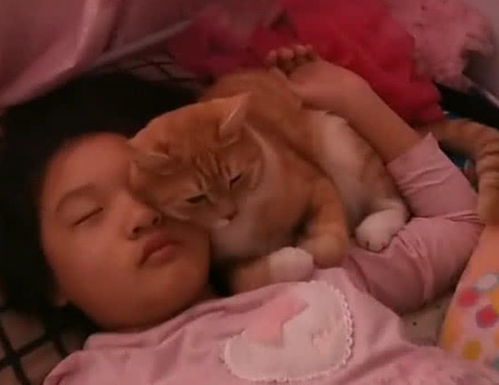 女儿当初拒绝养猫,直到网友半夜起来,看到床上这场面傻眼了