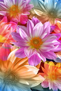 炫彩花舞植物苹果手机高清壁纸640x960爱思助手