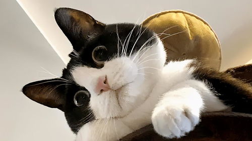 如果可以,我想养一只奶牛猫,太有趣了