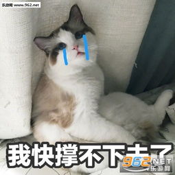 江南江北一条街打听打听谁是爹小猫表情包我不仅看到了我还要出去乱说可爱猫咪表情包下载乐游网游戏下载