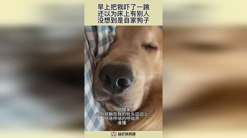 狗子跳起来的表情包床上