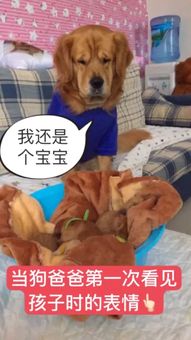 当狗爸爸第一次看见孩子时的表情我还是个宝宝凤凰网视频最具媒体品质的...