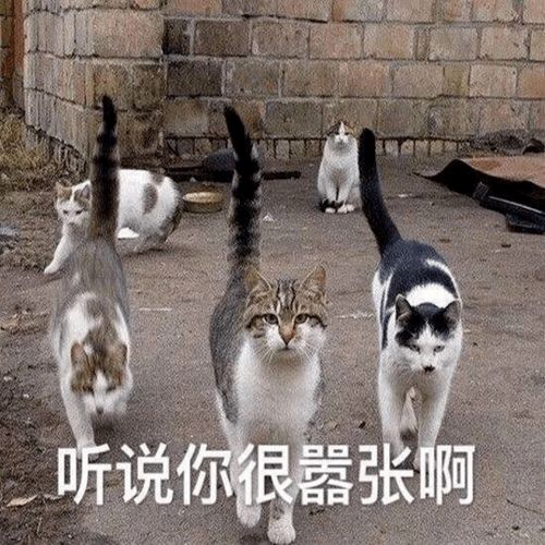 猫这也太那个了吧