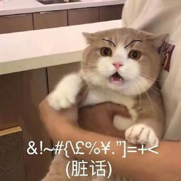全新猫咪表情包,快快收藏