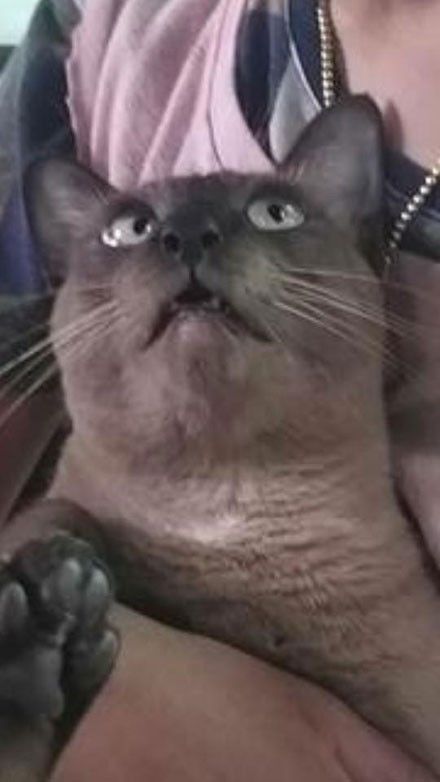 主人在敷面膜,非要拉着猫一起拍照,结果发现猫的表情亮了...