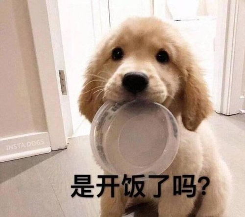 这些现象,证明狗狗很有智慧,是你家狗子不