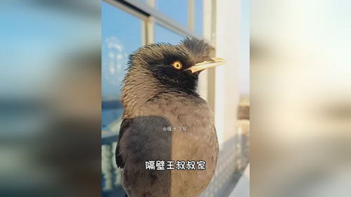 八哥小鸟模仿猪猪的声音和那害怕的表情,模仿的相当到位