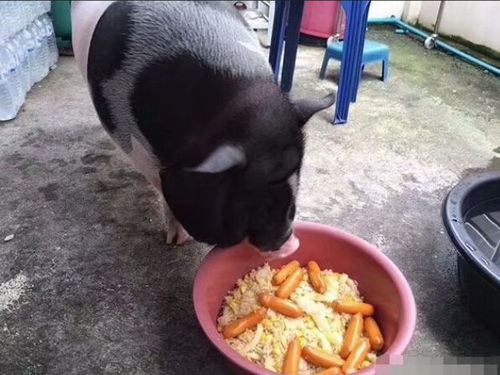 装疯卖傻跟猪抢食连字都不认识几个,是谁捧红了这些跳梁小丑