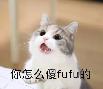 猫咪表情包情侣单人