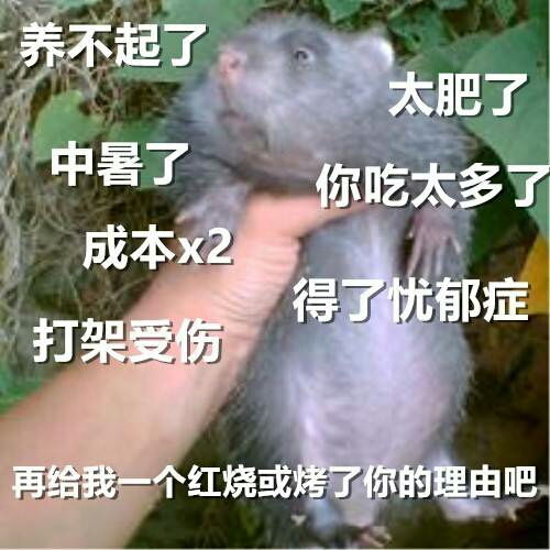 华农兄弟的竹鼠又上热搜,真竹鼠热