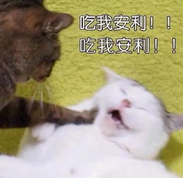 萌宠表情包带字图片困雷跃