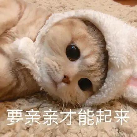 猫咪表情包做啥啥不对,天天只会睡