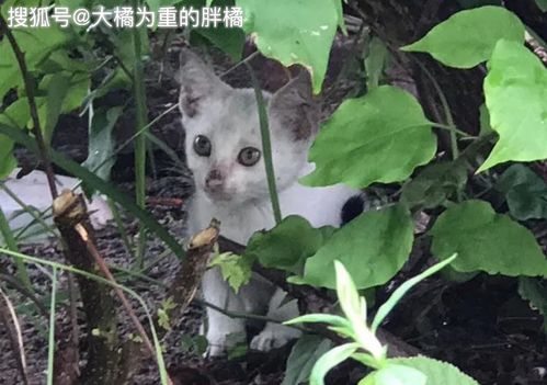猫妈妈偷零食时被追赶,没能带走小猫,小猫却因一张照片被救了