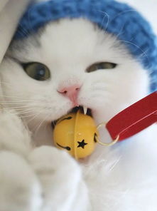 专访17期画了超可爱猫猫表情包的巨大只