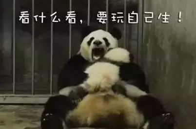 网上贱卖国宝大熊猫你们的想法很大胆啊