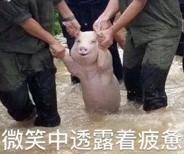 刘阿圆抱着猪的表情包仔猪