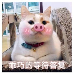 每日表情丨小哥哥上车吗