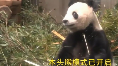 熊猫比力吃着吃着突然想起很重要的事情,瞬间愣住的表情太逗了
