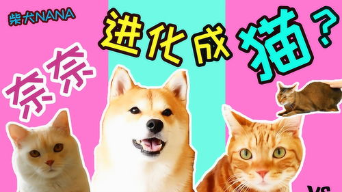 柴犬nana学习当猫的一天变成柴猫后更可爱了