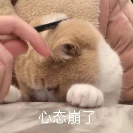 表情包丨敲可爱猫咪表情包