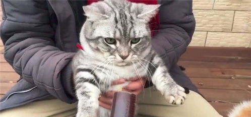 主人给猫咪喂食,还未张口便被狗尝了,猫咪直接发飙给了狗子几下