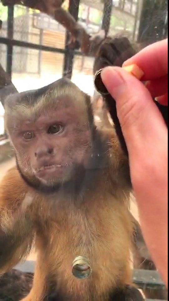 在天津动物园看到的猴子,竟然长了一张国字脸