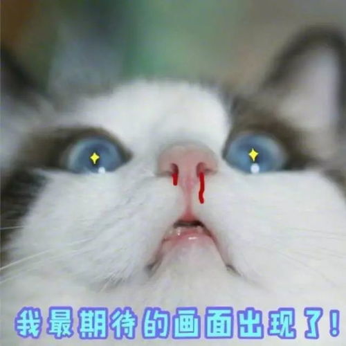 花园猫表情包生气