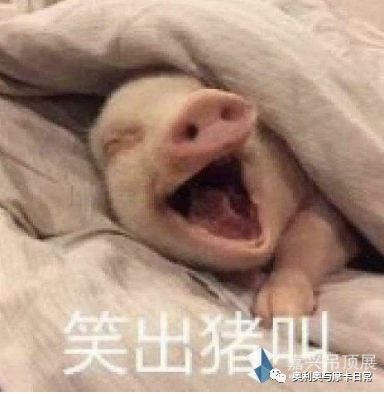 大半夜笑出猪声表情包潜台词