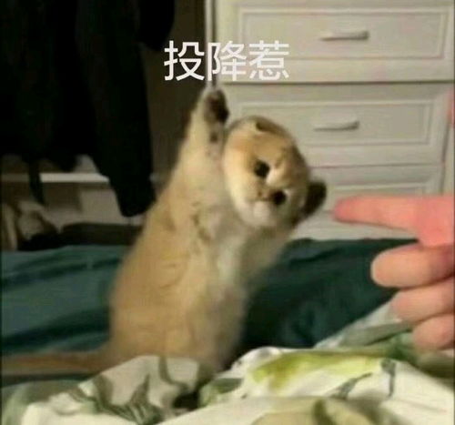 小仙女专用表情包