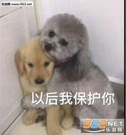 介绍一下我对象搞笑表情包图片你是要讲道理还是要我猫咪表情包下载乐游网游戏下载