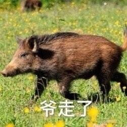2019最常用的有趣搞笑表情合集微信群聊天必备表情
