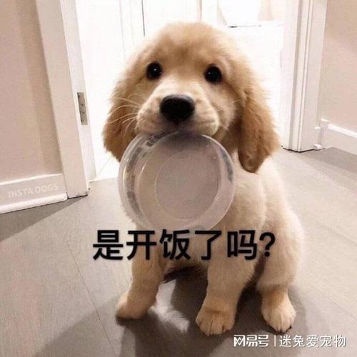 其实大多数人能吃的食物,狗猫都不能吃