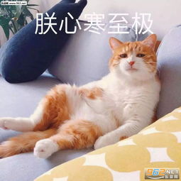 人心换人心你真我就真图片朕心寒至极图片表情包下载乐游网游戏下载