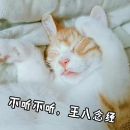 养猫指南,看完你就再也不是养猫新手啦