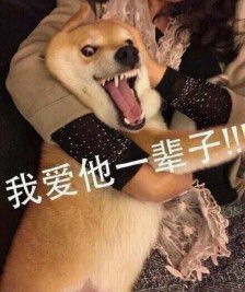 qq表情