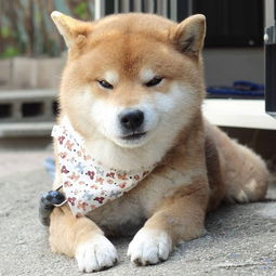 趣图柴犬真的太萌啦,这组素材目测会被做成表情包吧