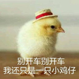 77张鸡表情包祝你鸡年大吉吧