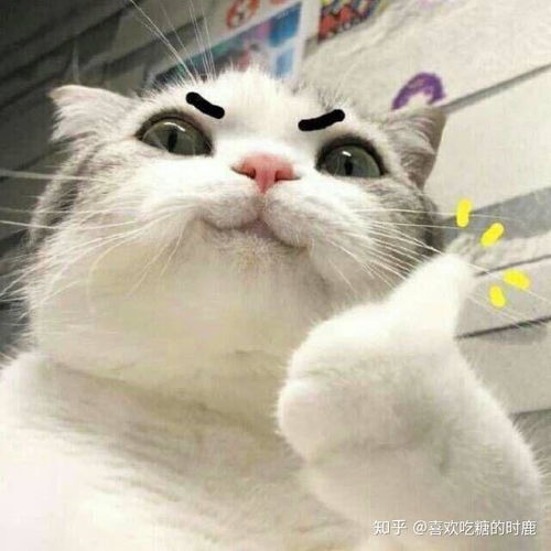男生用猫猫表情包可爱