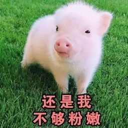 2135期春节斗图新春表情包你准备好了吗