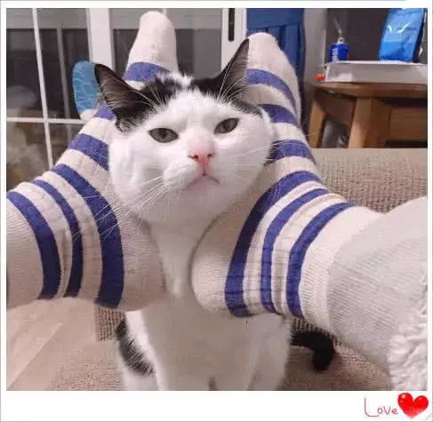 猫猫头表情包情侣头像
