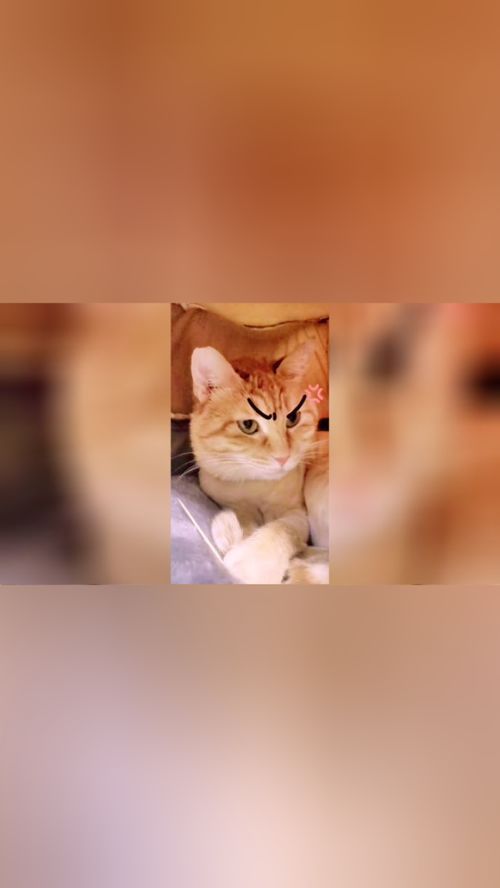 生不生气看眼神气质全在眼神里评论区送表情包猫生气猫萌宠喵老师