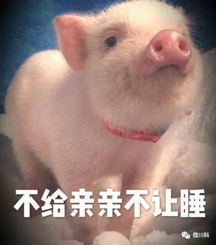 大年初三,小科用42个萌猪表情包向你拜年