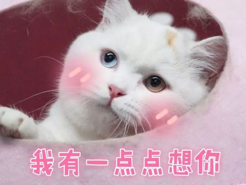 男朋友用藏头诗表白,现在他坟上那草两米多高了
