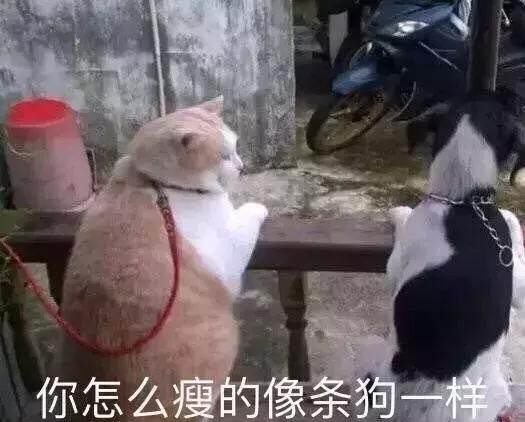 养一只胖狗,可以有这么多的用处