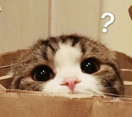 猫语翻译器真的可以和猫咪交流吗猫咪好像真的能听懂一样