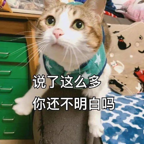 猫猫表情包大合集,一整周都不用打字啦