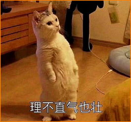 超火喵星人表情包,快说你爱我,不然我就恶龙咆哮