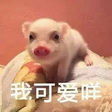 刘阿圆抱着猪的表情包停电