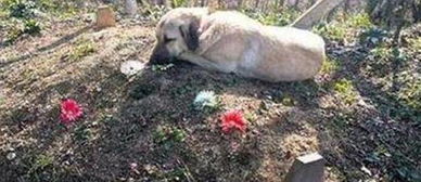 狗狗流泪守在主人出事地不离开绝食十天后去世